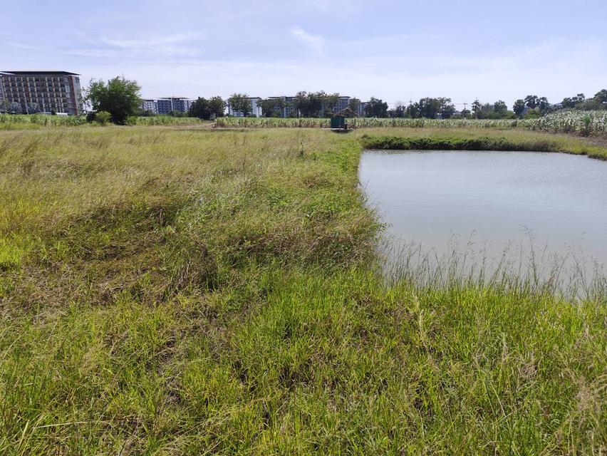 Vacant land for sale  1-9 Rais good view natural plot amidst cornfields near Kasetsart University, Kamphaeng Saen Caขายที่ดินเปล่า มีแหล่งน้ำใสสองบ่อ  10