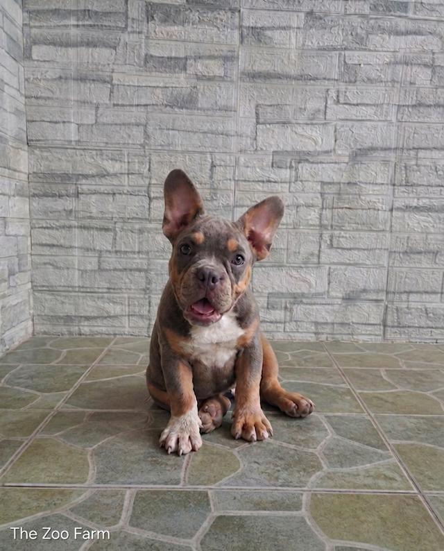 exotic bully (เอ็กโซติก บูลลี่) มีใบเพ็ดครับ