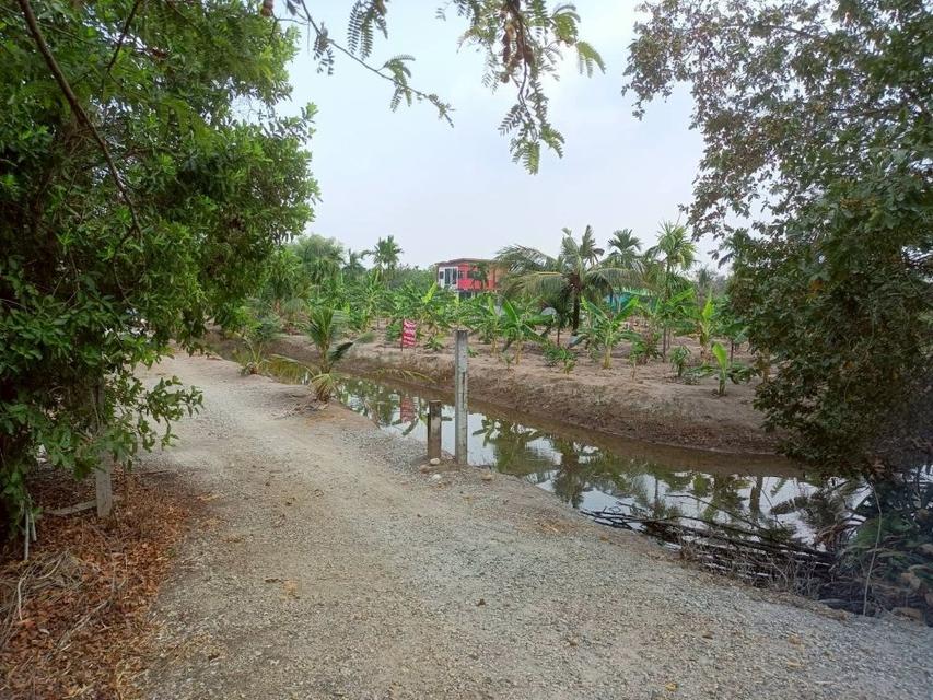 ขายที่ดินเปล่า 4 ไร่ 27 ตร.วา ติดคลอง บรรยากาศดี เหมาะสร้างบ้านสวน ทำเกษตร ต.บางไผ่ อ.เมือง จ.ฉะเชิงเทรา 8