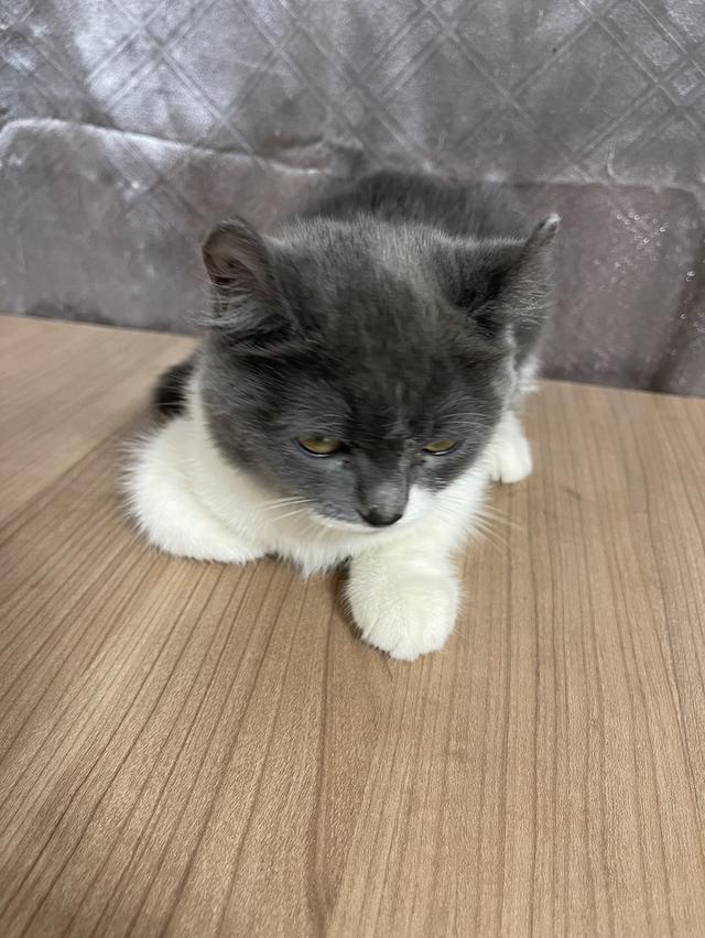 คนขายเลี้ยงเองครับ น้องแมวพันธุ์ อเมริกันเคิร์ลผสมหิมาลายัน เพศหญิง ( หูบิน ) พร้อมฉีดยา รูปย่อยที่ 4