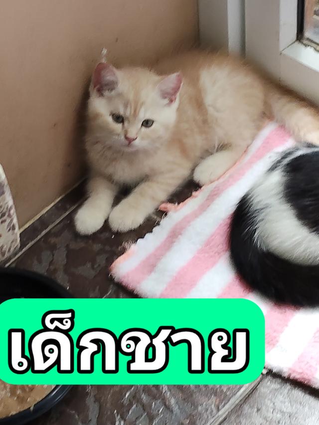 ขายแมว เด็กชาย สก็อตติช อายุ2เดือน