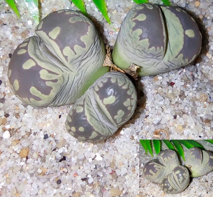 กุหลาบหิน Lithops แบบกอ 3