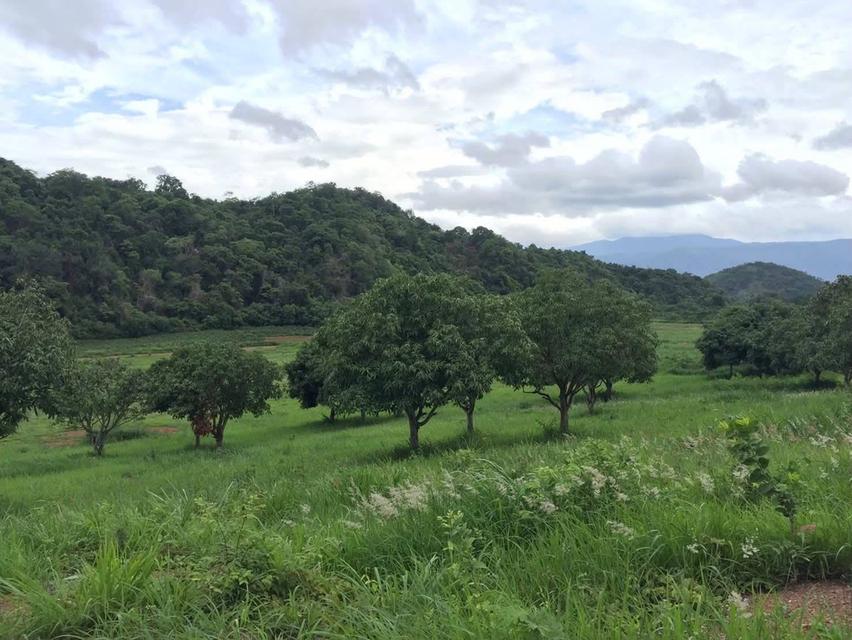 ขายที่ดินเขาใหญ่ ปากช่อง 22ไร่ โฉนดครุฑแดง ที่ติดเขาวิวภูเขาล้อบรอบสวยมาก หน้ากว้างติดถนนสาธารณะ ที่สูงเทควิวเขาใหญ่ เหมาะทำโรงแรม พัฒนาแบ่งแปลงขายถูก 1