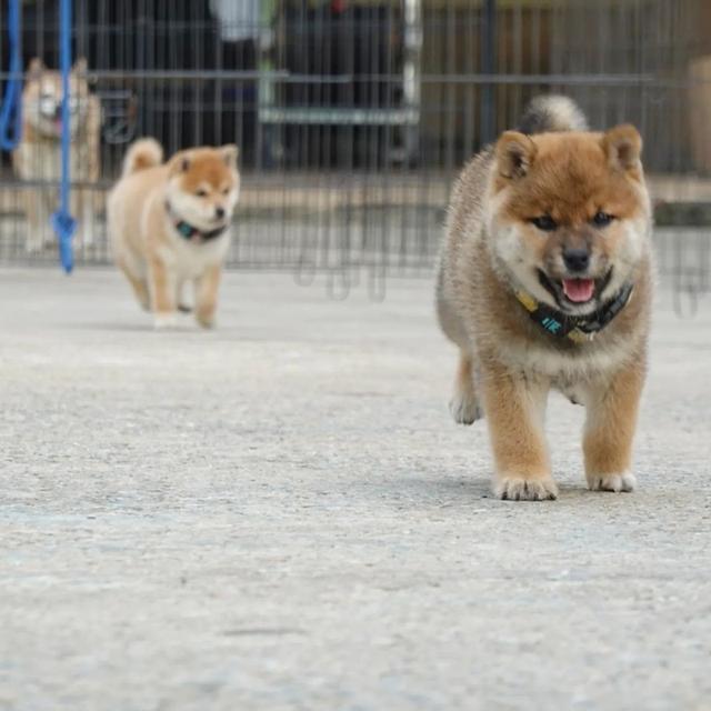 Shiba Inu Puppies  WhatsApp me : +66 63 826 3042