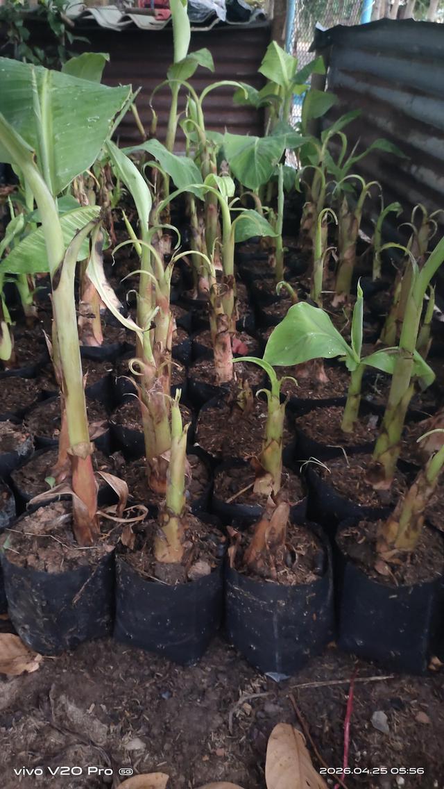 หน่อพันธุ์กล้วยงาช้างPlantain
