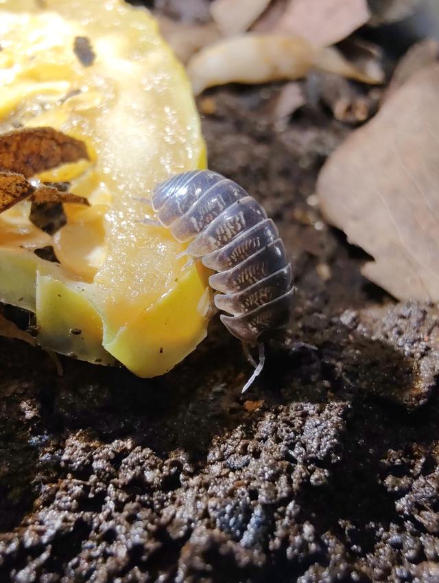 isopod ไอโซพอด Armadillidium vulgare St. Lucia เซ็ต 10 ตัว พร้อมแถม