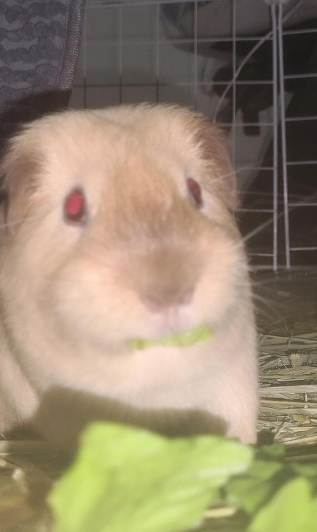 หนูแกสบี้ อเมริกันช็อตแฮร์ American Short-haired Guinea pig 4