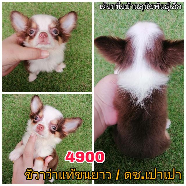 ชิวาว่าเเท้ขนสั้น ขนยาว พร้อมย้าย