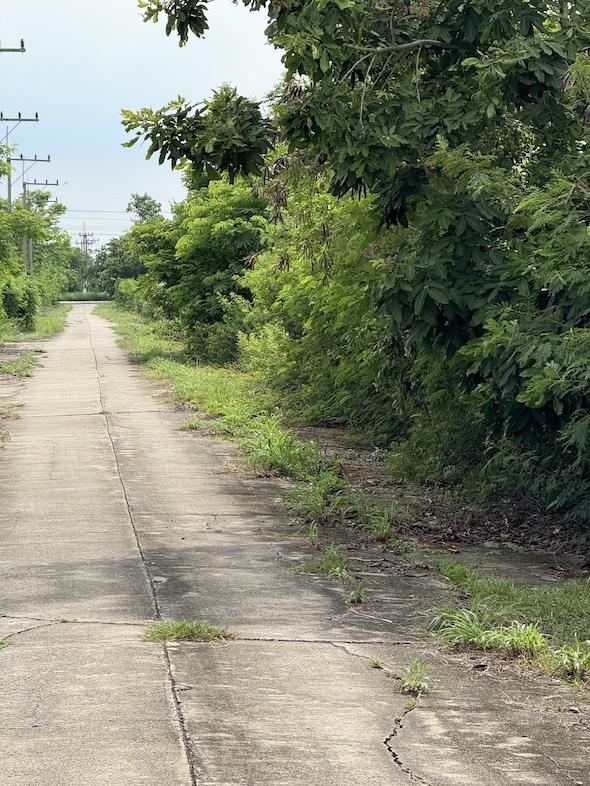 ที่ดิน หนองเสือ ปทุมธานี ขนาด 50 ตร.วา 290,000 13