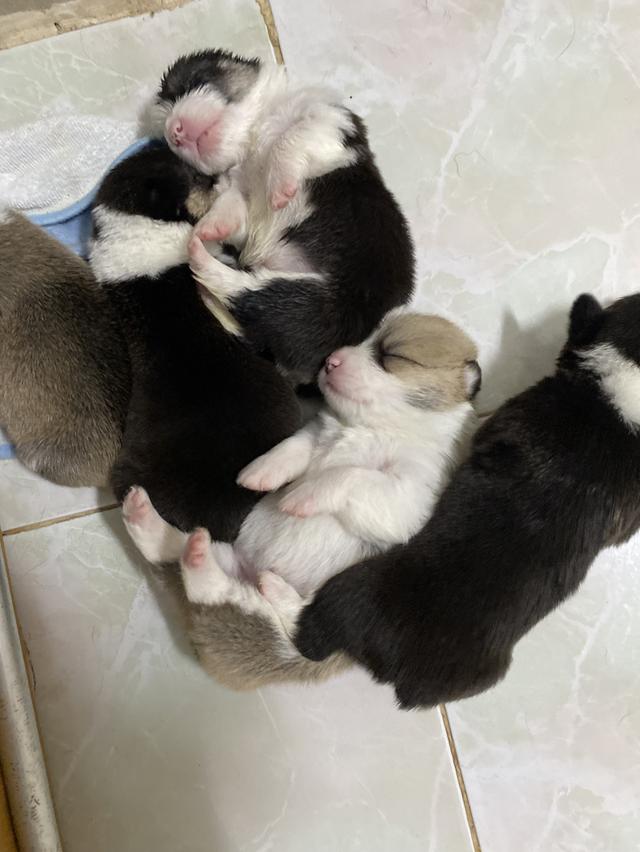 คอร์กี้ 2