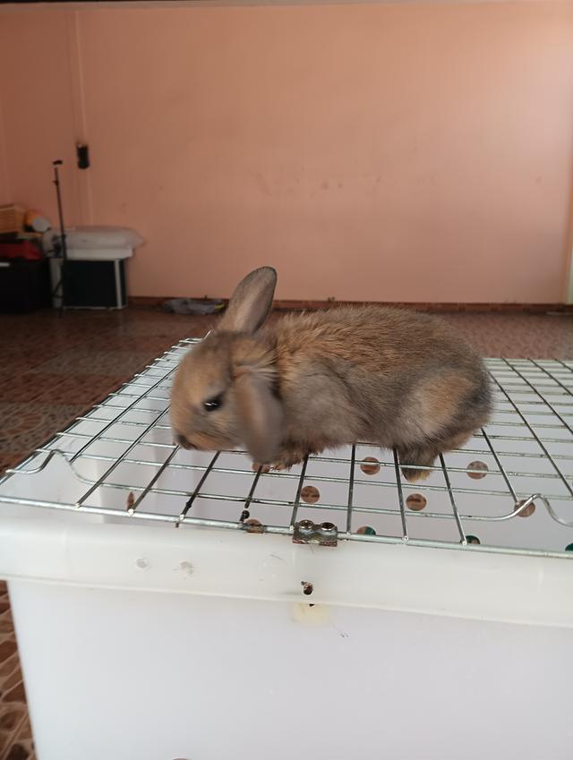 ลูกกระต่ายทุกสายพันธุ์