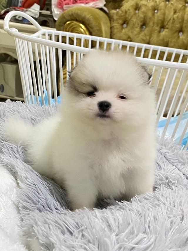 ปอมเมอเรเนียนแท้ น่ารัก แข็งเเรง สุขภาพดี ราคากันเอง