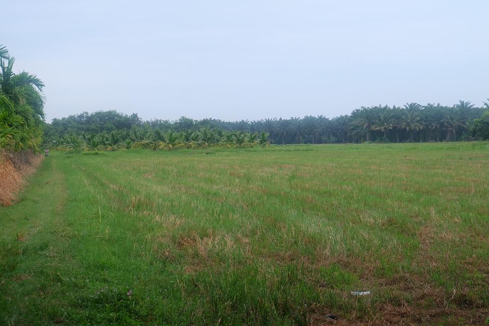 ขายที่ดิน 6 ไร่ 2 งาน ชะอำ เพชรบุรี 10