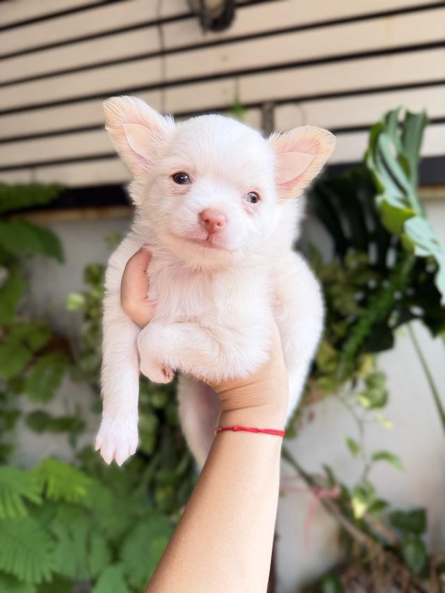 ชิวาวาแท้ เพศผู้ ขนยาว รูปที่ 3