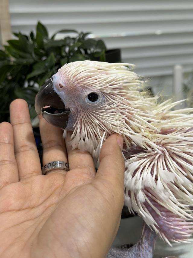 กระตั้วอัมเบลล่า Umbrella cockatoo เพศผู้ รูปที่ 5