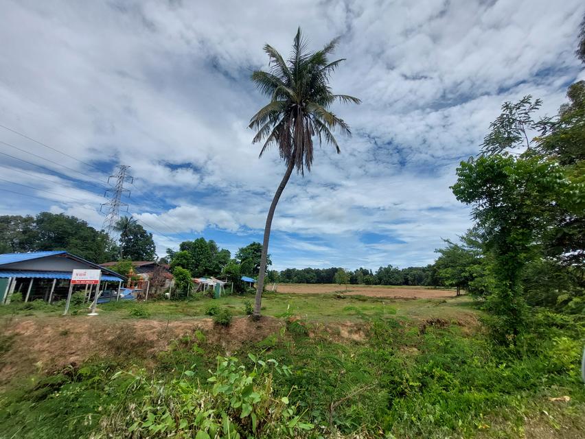 ขายด่วน! ที่ดินสีม่วง 8 ไร่เศษ หนองชุมพล อ.เขาย้อย จ.เพชรบุรี ทำเลสร้างโรงงาน-โกดัง ราคาถูกมาก 6