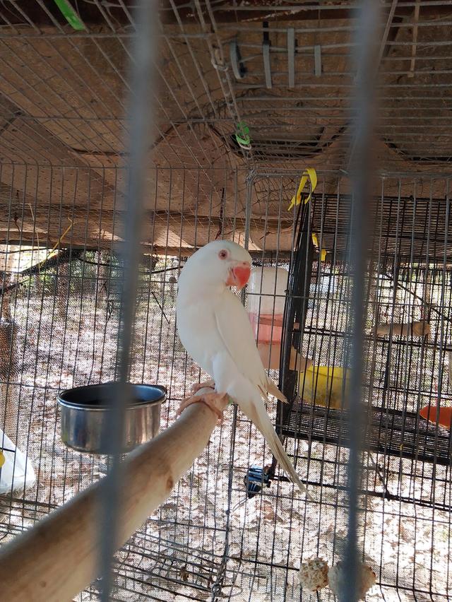 นกแก้วริงเน็คสีขาวตาแดงพร้อมใบเพศเมีย รูปที่ 3