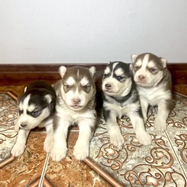 ลูกสุนัขไซบีเรียนฮัสกี้