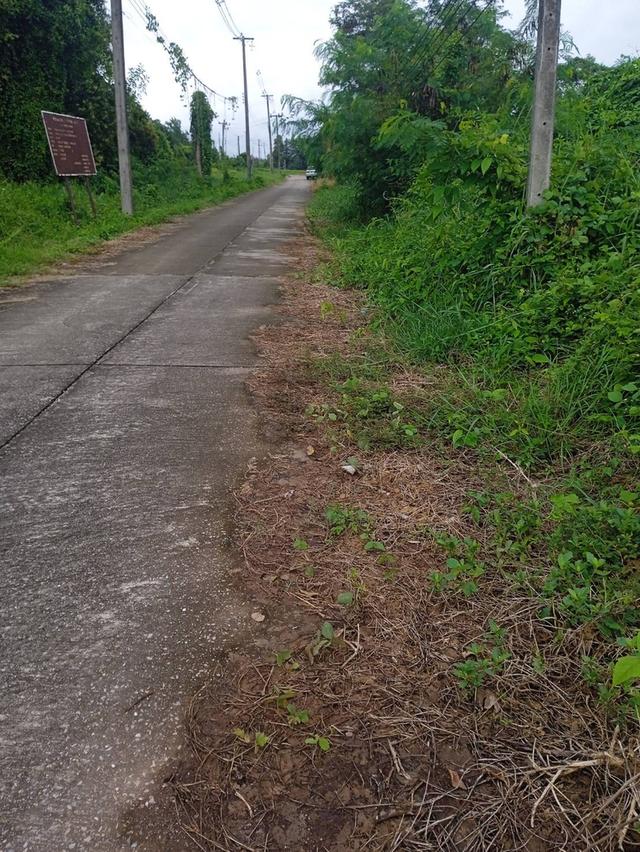 แบ่งขายที่ดิน1ไร่ เสม็ดงาม ต.หนองบัว อ.เมืองจันทบุรี จ.จันทบุรี 8