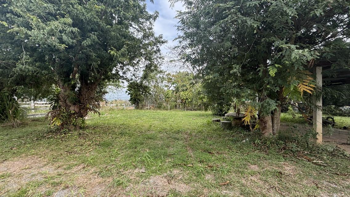 บ้านพร้อมที่ดิน 4 ไร่ 2 งาน 3.2 ล้าน อ.วังน้ำเขียว 4