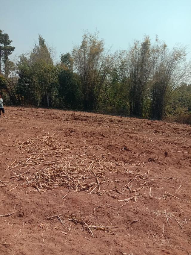 สวนห้อม ขายยกแปลง ไร่ละ 2.5 แสน มี 7 ไร่ 2 งาน 7