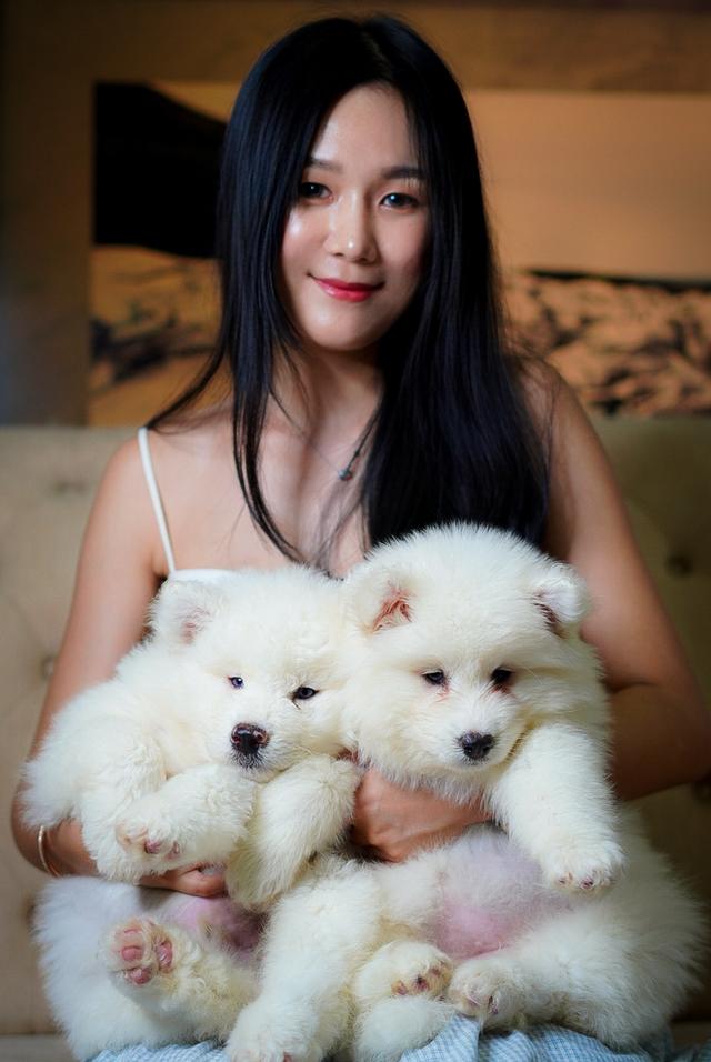 ไซบีเรียนขาว Pure white husky 10