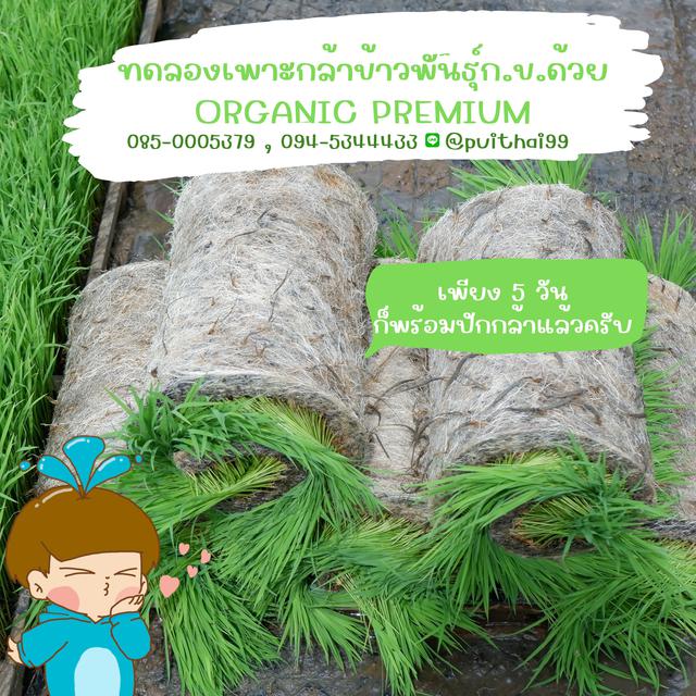 เพาะกล้า บำรุงต้นไม้ Organic Premium  4