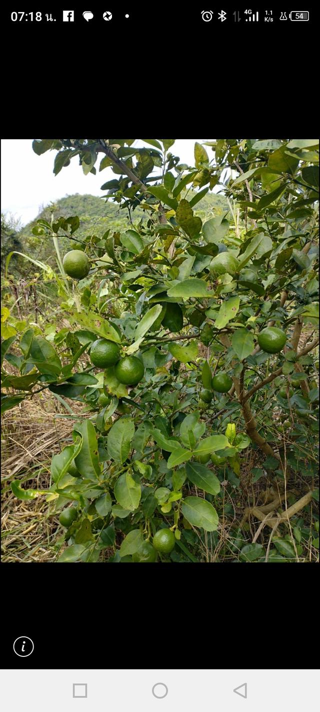 ขายที่ดินสวยวิวเขาธรรมชาติ เนื้อที่2ไร่ 8