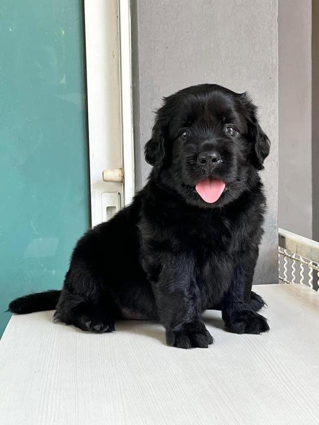 สุนัขลาบารดอร์สีดำ น้องน่ารัก ขนฟู สีดำ สวย 1