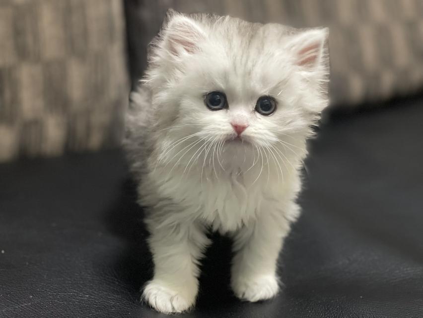 น้องหน้าขาว(เพศผู้)ลูกผสม