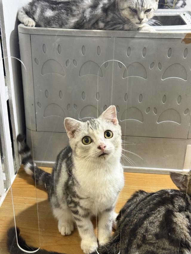 แมวสก๊อตติชแท้ 3