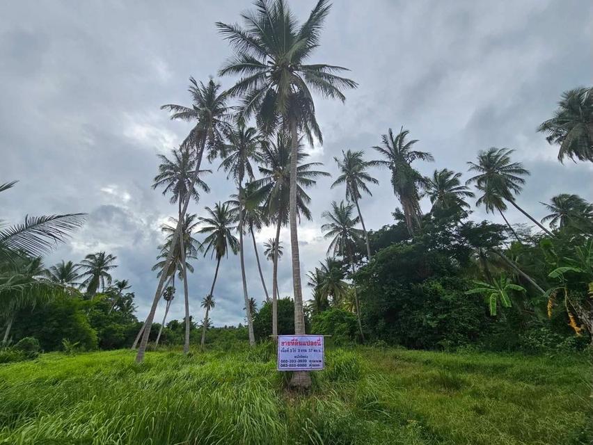 ขายที่ดิน อ.บางสะพาน ประจวบฯ ใกล้หาดบ้านกรูด 1