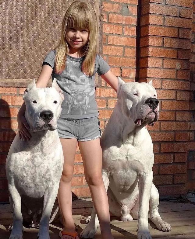Dogo Argentino Puppies  WhatsApp me : +66 63 826 3042 รูปที่ 3
