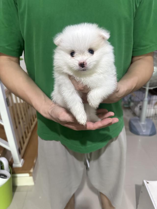 ปอมขาว