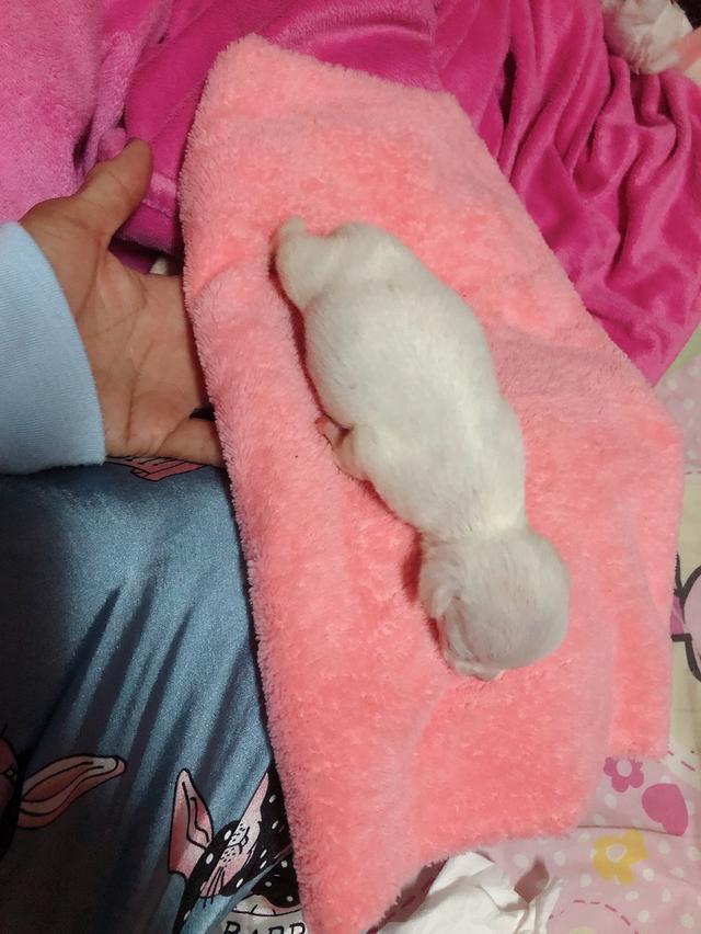 ลูกชิวาว่าสีขาวล้วน พร้อมย้ายบ้าน เพศหญิง  3