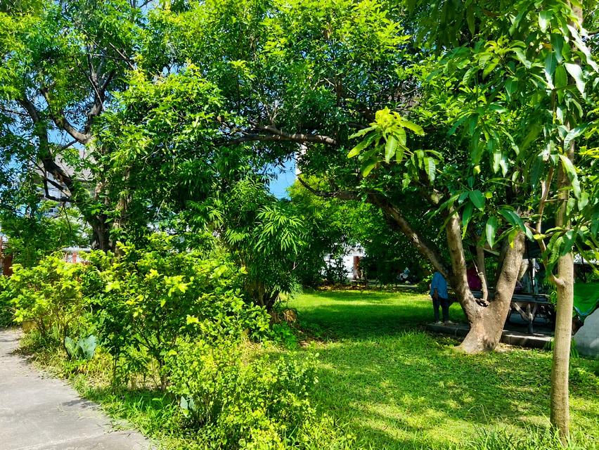 ขายที่ดินลาดพร้าว พร้อมสิ่งปลูกสร้าง 398 ตร.ว. ซอยลาดพร้าว 1 แยก 4-5 ใกล้ Central ลาดพร้าว และ MRT พหลโยธิน 9