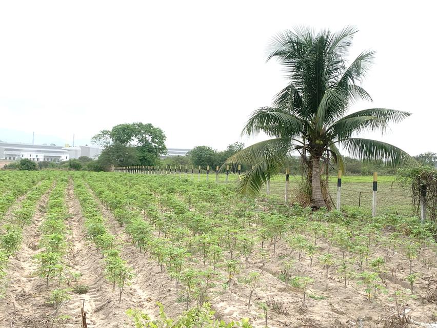 ขายที่ดินศรีราชาเนื้อที่ 30-1-43ไร่ ติดถนนมอเตอร์เวย์ กม.93ใกล้จุดพักรถ 5