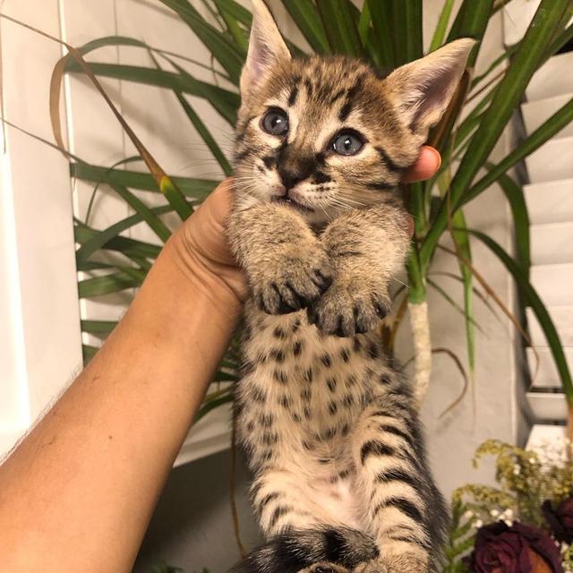 F6 Royal savannah kittens for re-homing