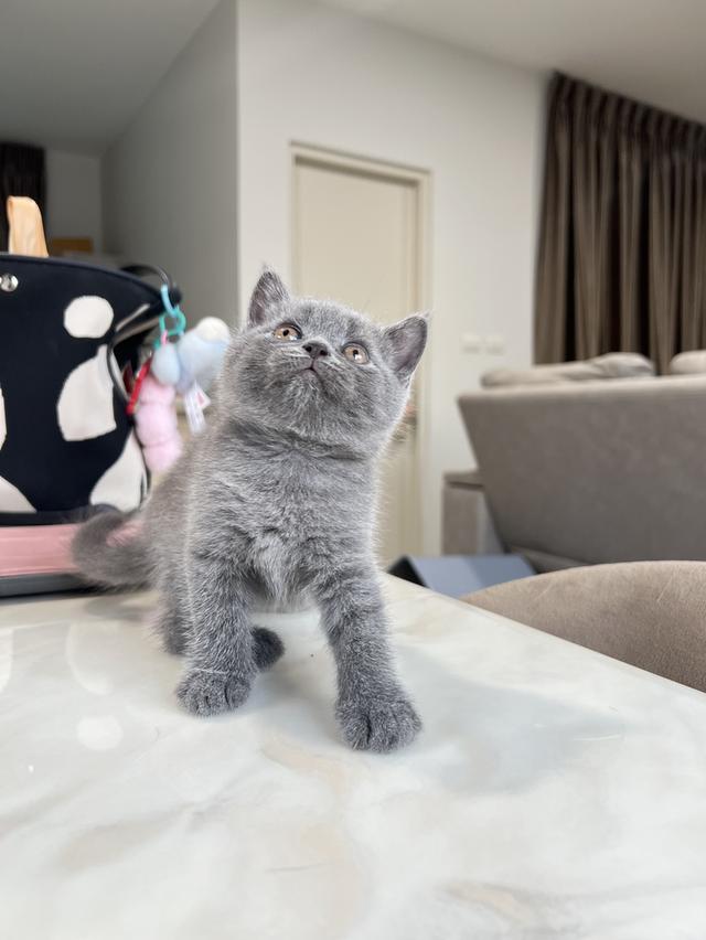 British Shorthair บริติช ช็อตแฮร์ สายพันธุ์แท้ WCF