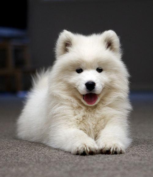 สุนัขสายพันธุ์ซามอยด์ (Samoyed) 3