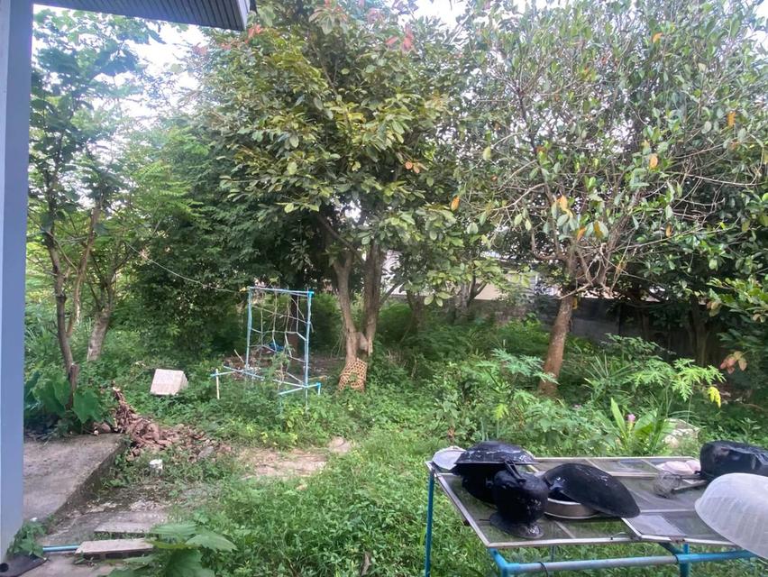 ที่ดินพร้อมสิ่งปลูกสร้างเชียงราย 12