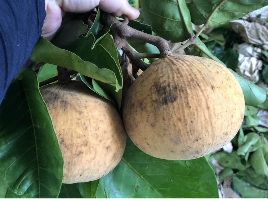 ที่ดิน สวนกระท้อน .................... 4