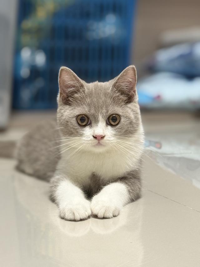 แมว British shorthair ติดจอง