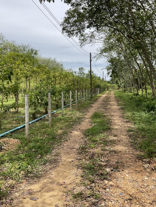 ขายสวนกระท่อม 3 ไร่ 3งาน 50 ตารางวา ติดคลองธรรมชาติ 3