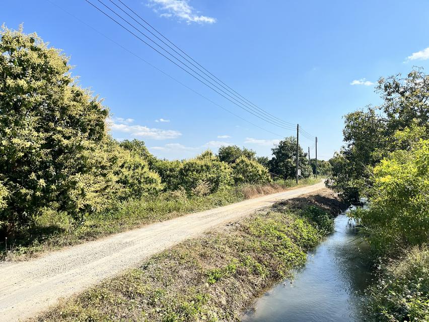 ขายที่ดิน สวนมะม่วงพร้อมให้ผลผลิต 10