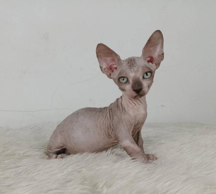 37.แมวแบมบิโน่/เพศผู้ หาบ้าน Bambino Cat/Male looking for a new home