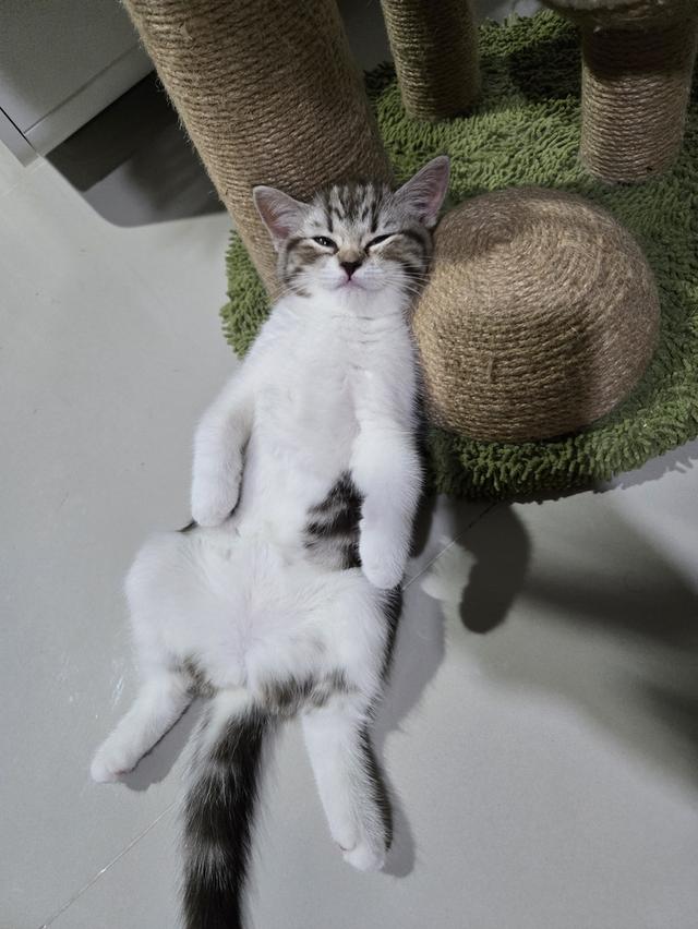 เด็กหญิง พร้อมย้าย พ่อแม่พกใบเพ็ดทั้งคู่ รูปที่ 16