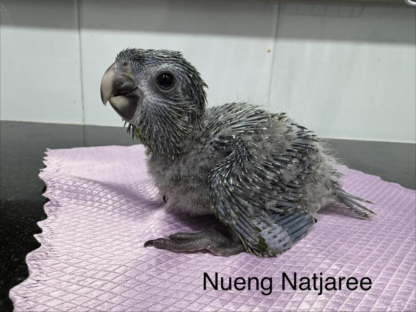 ฮั้นมาคอร์ Hahn Macaw เพศเมีย
