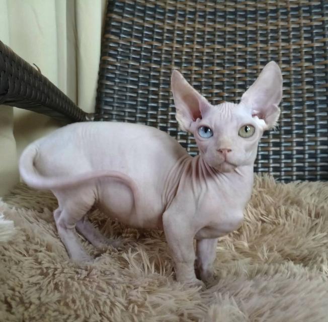 34.แมวแบมบิโน่/เพศผู้ Bambino Cat/Male ตาสองสี/Odd-eyed