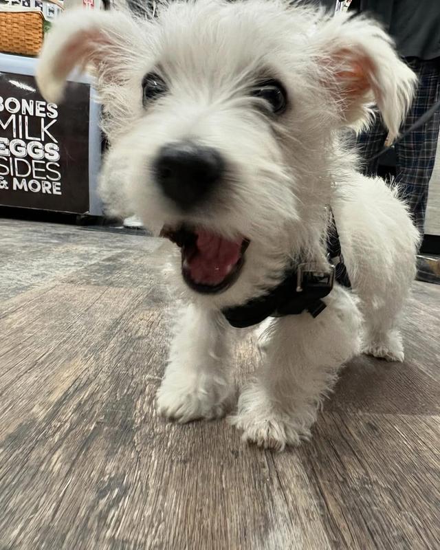 ลูก West Highland White Terrier แท้ 3